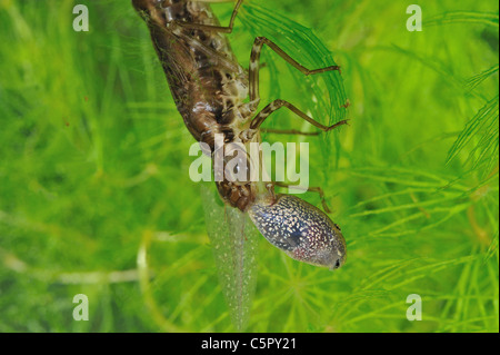 Libelle Larven fressen unter Wasser eine Kaulquappe Grasfrosch (Anax sp) in einem kleinen Teich Stockfoto