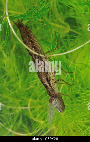Libelle Larven fressen unter Wasser eine Kaulquappe Grasfrosch (Anax sp) in einem kleinen Teich Stockfoto