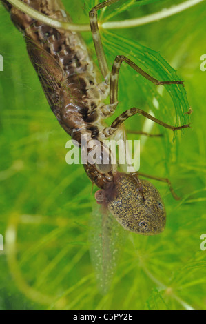 Libelle Larven fressen unter Wasser eine Kaulquappe Grasfrosch (Anax sp) in einem kleinen Teich Stockfoto
