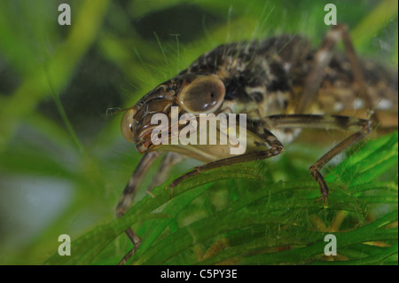 Kopf-Details der Libelle Larve unter Wasser in einem kleinen Teich im Frühjahr Stockfoto