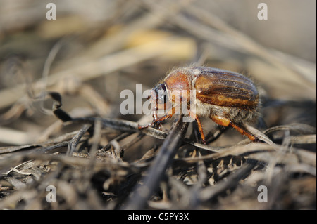 Europäische Juni Käfer - Sommer Chafer (Amphimallon Solstitialis - Rhizotrogus Solstitiale) verschieben auf dem Boden im Frühjahr Stockfoto