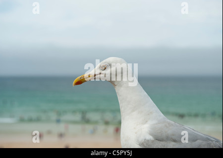 Eine Möwe blickt auf und saß auf einer Wand in St. Ives, Cornwall in der Nähe eines Strandes. Stockfoto