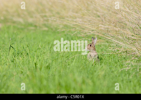 Wilde Kaninchen in das Feld Kante, Sommer, North Yorkshire, Großbritannien Stockfoto