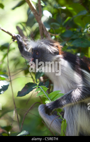 Einen roten Colobus Affen in Jozani Forest Sansibar. Stockfoto