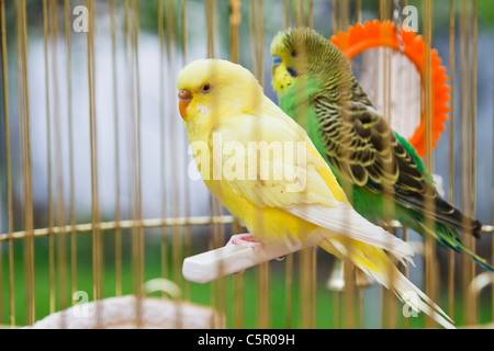 gelbe und grüne Papageien in Käfig im freien Stockfoto