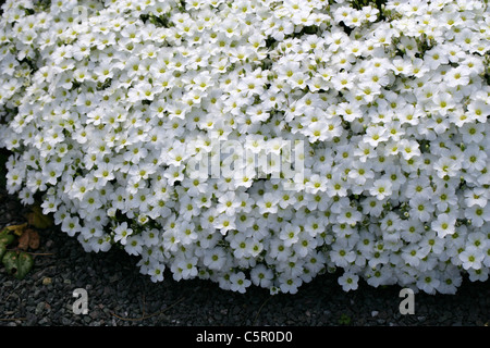 Berg Sandwort, Arenaria Montana, Caryophyllaceae. Süd-West-Europa. Stockfoto