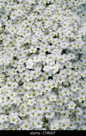 Berg Sandwort, Arenaria Montana, Caryophyllaceae. Süd-West-Europa. Stockfoto