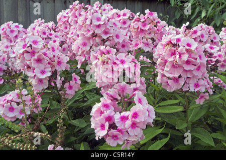 Phlox Paniculata Sorte "Bright Eyes" Stockfoto