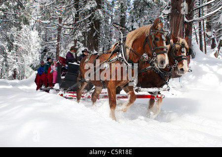 Belgische Zugpferde zieht einen Schlitten durch den Schnee in der Nähe von Tenaya Lodge, Yosemite-Nationalpark, Kalifornien, Vereinigte Staaten von Amerika Stockfoto