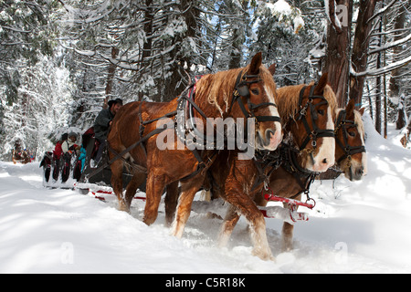 Belgische Zugpferde zieht einen Schlitten durch den Schnee in der Nähe von Tenaya Lodge, Yosemite-Nationalpark, Kalifornien, Vereinigte Staaten von Amerika Stockfoto