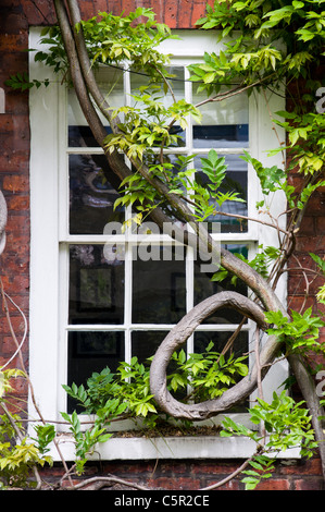 Fenster mit Weinbau über IT-, Hampstead, London Stockfoto