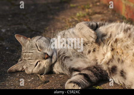 Eine Katze ausruhen und genießen die warme späte Nachmittagssonne Stockfoto