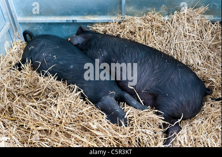 Glückliche Schweine Entspannung in Ständen am Royal Welsh Show 2011 Stockfoto