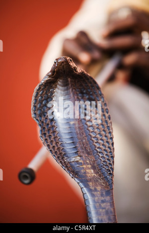 Ein Schlangenbeschwörer in Jaipur, Indien Stockfoto