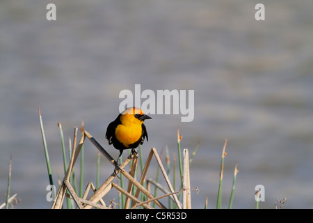 Gelbe Leitung Amsel thront auf einige Unkräuter am Bear River Bird Zuflucht in Utah Stockfoto