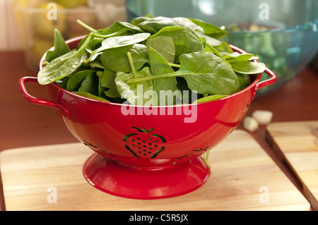 Frische Spinatblätter für einen Salat beim Entleeren in einem roten Sieb Stockfoto