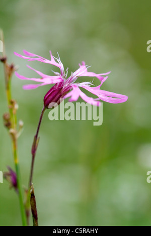 Ragged Robin; Lychnis Flos-Cuculi; Cornwall; UK Stockfoto