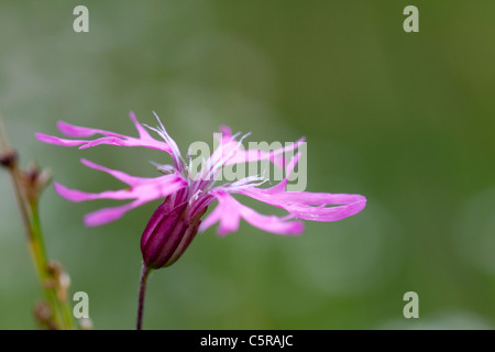 Ragged Robin; Lychnis Flos-Cuculi; Cornwall; UK Stockfoto