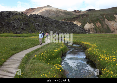 Menschen zu Fuß auf einem Brett zu Fuß umgeben von gelben Blüten zu den heißen vulkanischen Quellen in Landmannalaugar Island Stockfoto