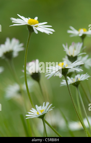 Deutschland, Bayern, Nahaufnahme von Daisy Blumen im Garten Stockfoto