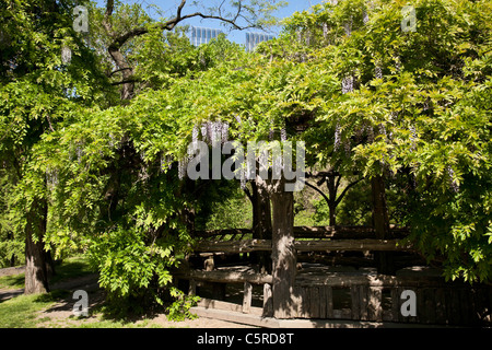 Glyzinien am Pavillon, Central Park, New York Stockfoto