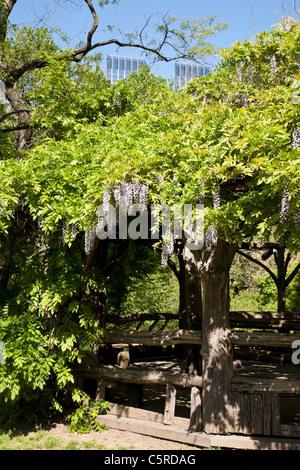 Glyzinien am Pavillon, Central Park, New York Stockfoto