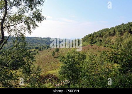 Blick über den Teufel Bowle, Hindhead Surrey England UK Stockfoto