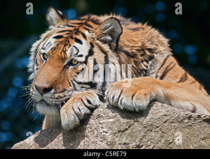 Amur-Tiger/Sibirischer Tiger (Panthera Tigris Altaica) Stockfoto
