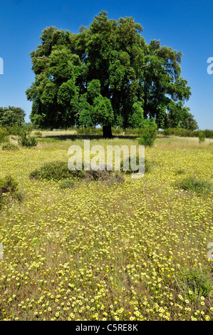 Europa, Spanien, Extremadura, Dehesa, Ansicht von Korkeichen in Wiese Stockfoto