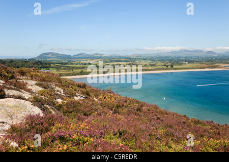 Llanbedrog Lleyn Halbinsel North Wales UK. Blühende Heide auf Mynydd Tir-y-Cwmwd mit Blick auf die Cardigan Bay Küste im Sommer Stockfoto