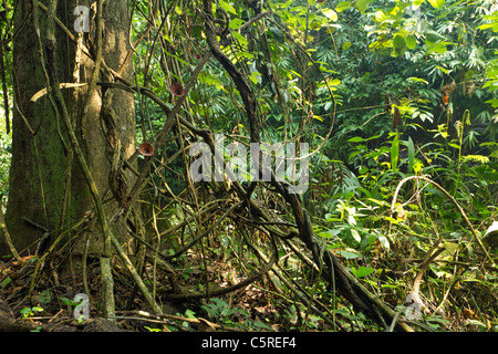 Baumstamm und verschlungenen Reben im tropischen Regenwald, Kaeng Krachan Nationalpark, thailand Stockfoto