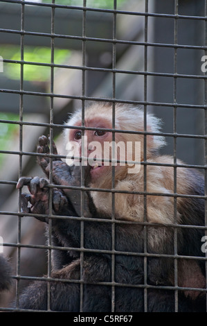 Santa Fe College Unterricht Zoo Gainesville Florida. Weiße-throated Kapuziner Affen Stockfoto