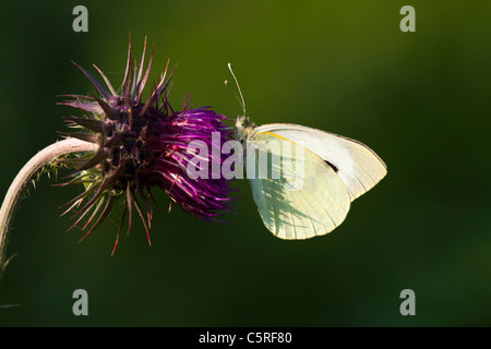 Ein großes weißes Schmetterling Fütterung auf einer Distel Stockfoto
