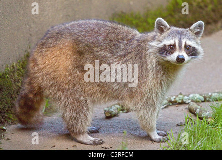 Nordamerikanischer Waschbär (Procyon Lotor) Stockfoto