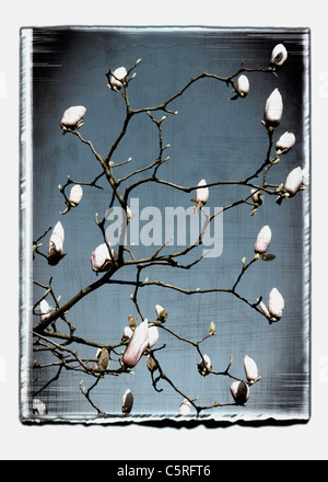 Deutschland, Stuttgart, Magnolia Blütenknospen auf Baum gegen Himmel Stockfoto