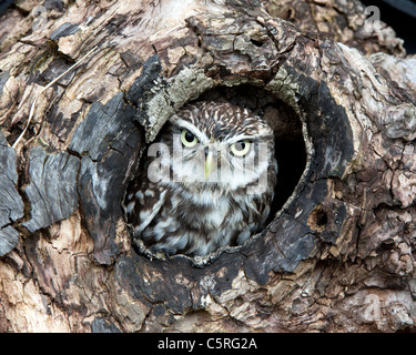 Kleine Eule aus seinem Nest in ein Loch in einem Baum Stockfoto