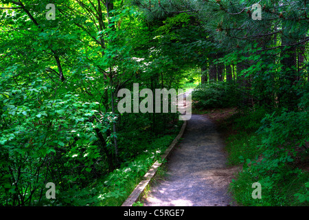 Ein kleines, windet sich Kies Weg durch den dichten Busch von einem üppigen, grünen Wald. Stockfoto