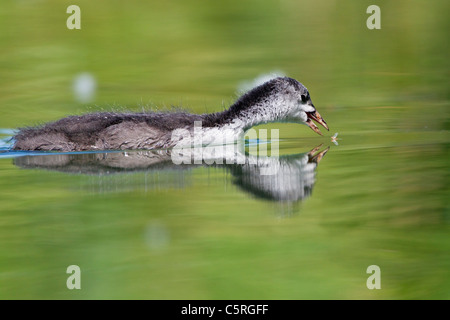 Deutschland, Ansicht des eurasischen Blässhuhn Küken Jagd Eintagsfliege in Wasser, Nahaufnahme Stockfoto