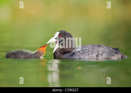 Deutschland, Ansicht des eurasischen Coot Fütterung Küken im Wasser, Nahaufnahme Stockfoto