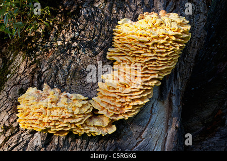 Deutschland, Bayern, Huhn Pilze wachsen auf Baumstamm Stockfoto