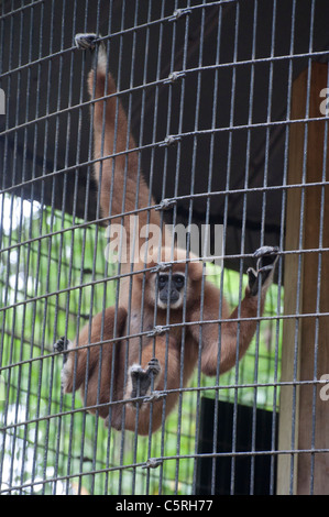 Santa Fe College Unterricht Zoo Gainesville Florida. Weiß übergab Hylobates Lar gibbon Stockfoto