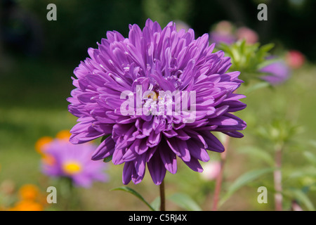 Chinesische Aster (Callistephus chinensis). Jährliche (Suzanne's Garden, Le Pas, Mayenne, Pays de la Loire, Frankreich). Stockfoto