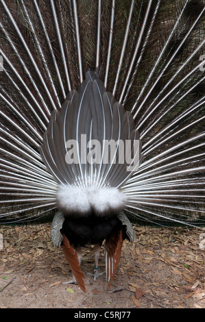 Santa Fe Lehre Zoo ist Teil des Santa Fe College in Gainesville Florida.Peacock im Anzeigemodus von hinten. Stockfoto