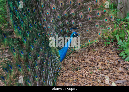 Santa Fe Lehre Zoo ist Teil des Santa Fe College in Gainesville Florida.Peacock im Anzeigemodus. Stockfoto