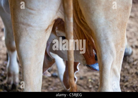 Kälberfütterung, Barillas, Comalapa, Chalatenango Abteilung, El Salvador Stockfoto