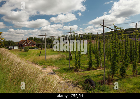 Hüpfen Sie Reben im Tal, Kent Darent. Stockfoto