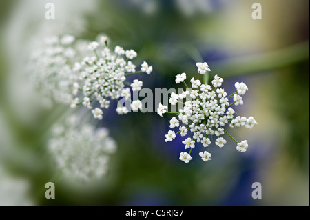 Anthriscus Sylvestris - Kuh Petersilie oder Queen Anne es Lace Stockfoto