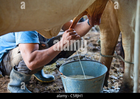 Mann melkende Kuh in Barillas, Comalapa, Chalatenango Abteilung, El Salvador Stockfoto