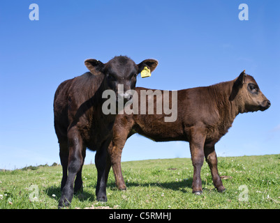 dh Aberdeen Angus Kälber RINDER UK Kalf Kühe direkt auf Und Profil schwarz uk Kuh gb junge süße schottland Vieh Stockfoto