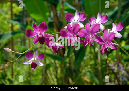 Orchidee, Singapore Botanic Gardens, Singapur, Südostasien, Asien Stockfoto